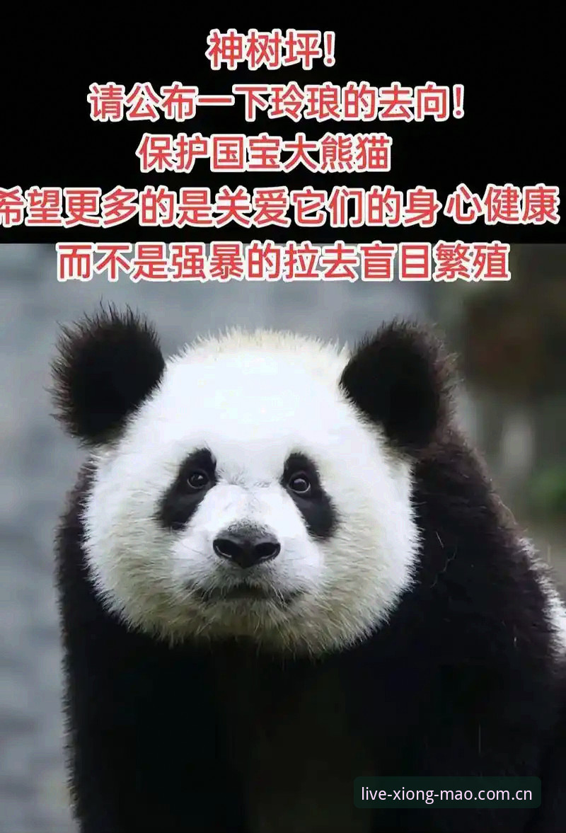 熊猫体育平台2025赛季APP大改版：苹果版用户实测，数据延迟从3秒降到0.5秒的秘密